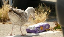 Mikroplastik – niewidzialne zagrożenie dla ludzi i zwierząt